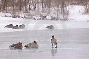 Canada Geese on a Lake - Nebraska