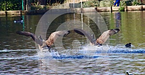 Canada geese landing on a lake