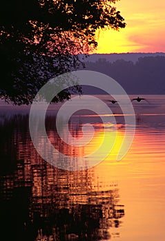 Canada Geese Landing on Lake at Sunrise photo