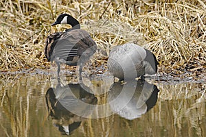 Canada Geese on Leeds Liverpool Canal, East Marton, Craven District, North Yorkshire, England