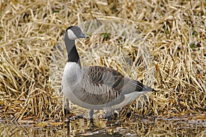 Canada Geese on Leeds Liverpool Canal, East Marton, Craven District, North Yorkshire, England