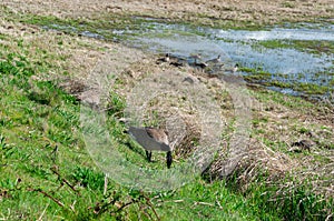 Canada Geese looking for food near a lake in the Billy Frank Jr. Nisqually National Wildlife Refuge, WA, USA