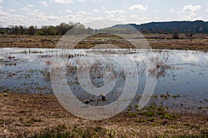 Canada Geese looking for the prey in the lake in the Billy Frank Jr. Nisqually National Wildlife Refuge, WA, USA