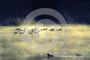 Canada Geese and Loons   43702