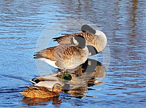 Canada Geese and Mallards on a River photo