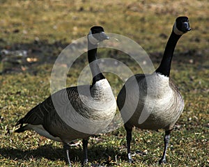 Canada Geese Mated Pair