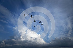 Canada geese migrating photo