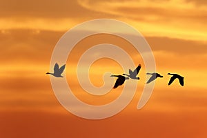 Canada Geese Migrating South in Autumn
