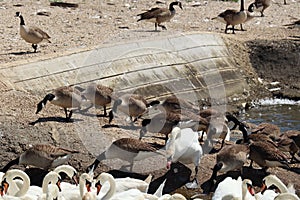 Canada geese and mute swans at feeding time at Abbotsbury Swannery in Dorset, England