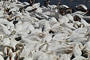 Canada geese and mute swans at feeding time at Abbotsbury Swannery in Dorset, England