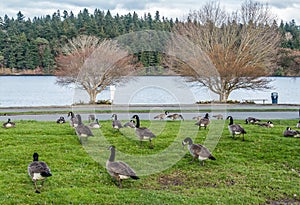 Canada Geese Near Lake 2