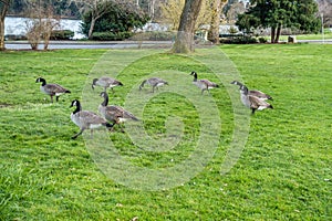 Canada Geese Near Lake