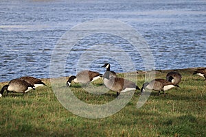 Canada geese at New Year\'s breakfast