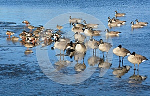 Canada geese and northern shoveler ducks