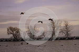 Canada Geese Over Lake Ontario