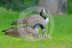 Canada Geese pair with babies in green grass.