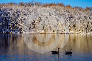 Canada Geese Pair On A Frosty Morning