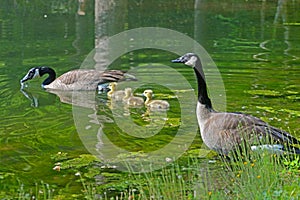 Canada Geese pair swim with goslings.