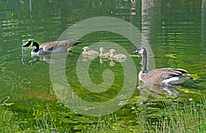 Canada Geese pair swim with goslings.