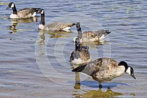 Canada Geese Photo and Image. Canada Geese birds colony group swimming in their environment and surrounding habitat, Geese Image.