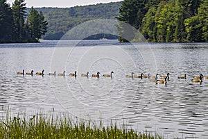 Canada Geese Photo and Image. Canada Geese birds group swimming in their environment and surrounding habitat, with a summer