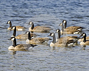 Canada Geese Photo and Image. Canada Geese group swimming in their environment and surrounding habitat. Colony of Geese