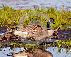 Canada Geese Photo and Image. Close-up side view foraging for food in the water with a grass and water background in its