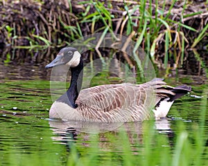 Canada Geese Photo and Image. Close-up side view swimming in the water with green grass reflection with a close-up side view in