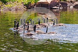 Canada Geese Photo and Image. Flock of birds. Geese swimming with splashing water with rock and foliage backgroundl in their