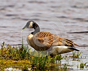 Canada Geese Photo and Image. Geese close-up side view eating grass in its environment and habitat surrounding with water