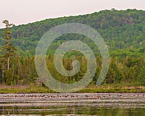 Canada Geese Photo and Image. Geese group resting on water with a forest landscape scenery background in their environment and