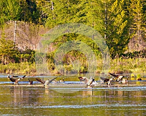 Canada Geese Photo and Image. Group of Canada Geese landing in water with coniferous tree background in their environment and