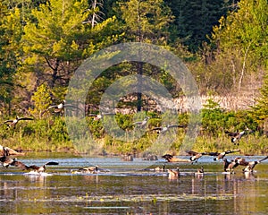 Canada Geese Photo and Image. Group of Canada Geese landing in water with coniferous tree background in their environment and