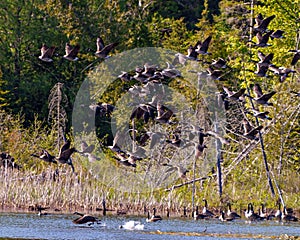 Canada Geese Photo and Image. Group of Canada Geese landing in water with evergreen trees background in their environment. Flock