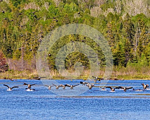 Canada Geese Photo and Image. Group of Canada Geese landing in water with evergreen trees background in their environment. Flock