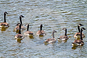 Canada Geese Photo and Image. Group of Canada Geese rear view swimming in water with in their environment. Flock of birds. Nine