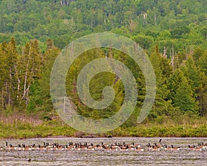 Canada Geese Photo and Image. Group resting on water with a background forest landscape scenery in their environment and habitat