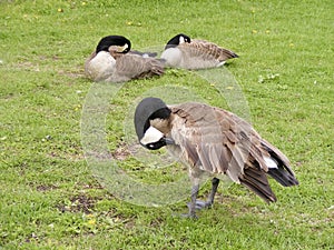 Canada geese preening feathers at park