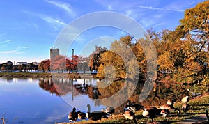 Canada Geese and Red and Golden Foliage