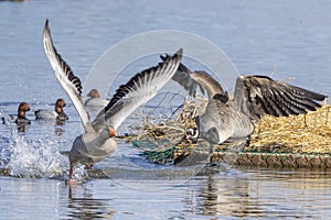 Canada geese showing aggressive behavior or dispute during mating time