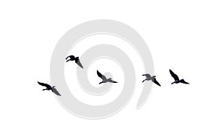 Canada geese in flight, view from below, on white background - Branta canadensis photo