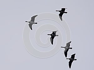 Canada geese in flight, view from below - Branta canadensis photo