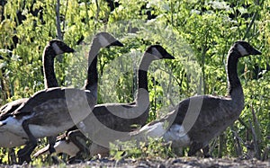 Canada Geese Spring Vegetation