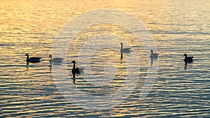 Canada geese in sunset