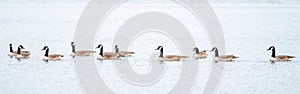 Canada Geese Swimming