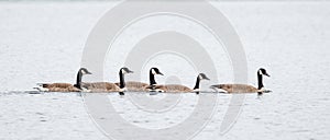 Canada Geese Swimming