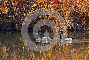 Canada Geese Swimming in Bright Fall River