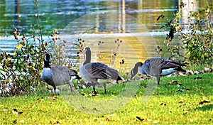 Canada Geese Swimming Feed by the Kalamazoo River