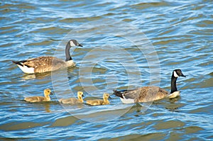 Canada geese swimming with goslings