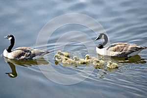 Canada geese with goslings on Rydalwater, Lake District